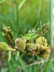 Orthoptera