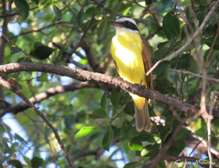 Pitangus sulphuratus