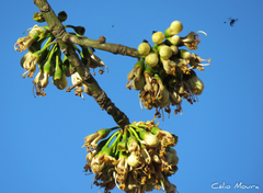 Ceiba pentandra