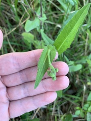 Emilia sonchifolia image