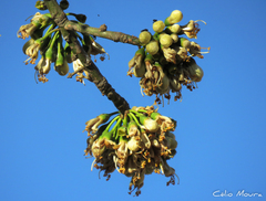 Ceiba pentandra