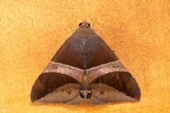 Bastilla fulvotaenia