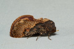 Batracharta nigritogata