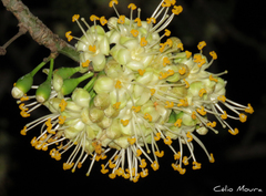 Ceiba pentandra