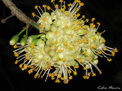 Ceiba pentandra