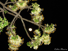 Ceiba pentandra
