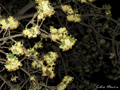 Ceiba pentandra