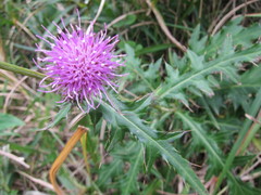 Cirsium nipponicum incomptum
