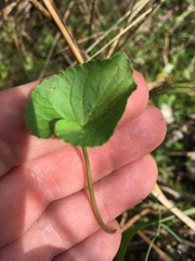 Viola floridana