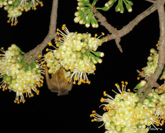 Platyrrhinus