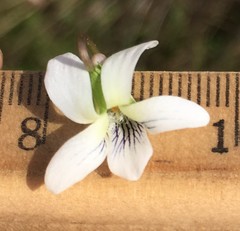 Viola floridana