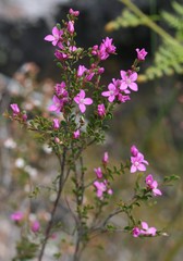 Boronia crenulata