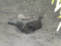 Ortalis squamata