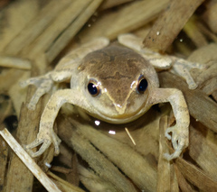 Pseudacris crucifer