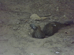 Ortalis squamata