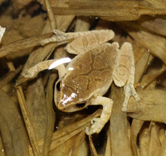 Pseudacris crucifer