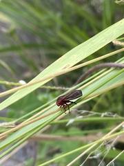 Cercopidae