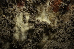 Hymedesmia versicolor