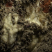 Hymedesmia versicolor - Photo (c) Bernard Picton, algunos derechos reservados (CC BY), uploaded by Bernard Picton