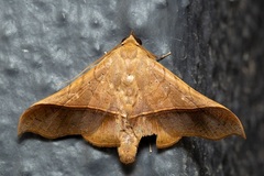 Chilkasa falcata