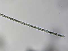 Planktothrix