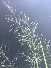 Eragrostis pilosa