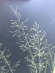 Eragrostis pilosa