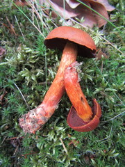 Cortinarius purpureus