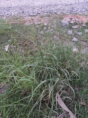 Eragrostis pilosa