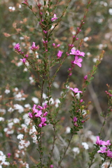 Boronia crenulata