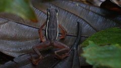 Atelopus elegans