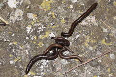 Acanthoiulus fuscipes