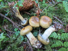 Cortinarius subtortus