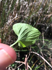Viola floridana