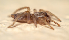 Porrhoclubiona leucaspis