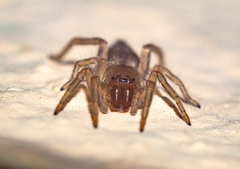 Porrhoclubiona leucaspis