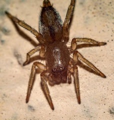 Porrhoclubiona leucaspis