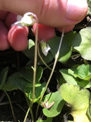 Viola floridana