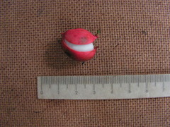 Protium heptaphyllum