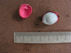 Protium heptaphyllum