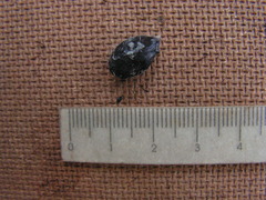 Protium heptaphyllum