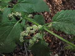 Urtica magellanica
