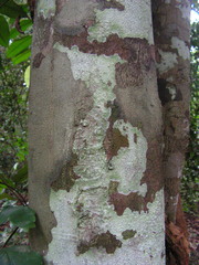 Protium heptaphyllum