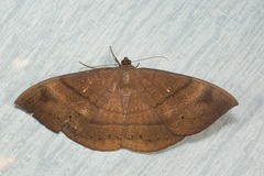 Lygniodes schoenbergi