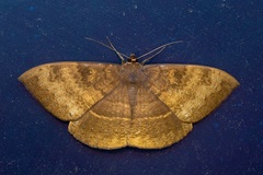 Lygniodes schoenbergi