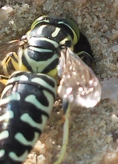 Stictia