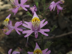 Schizanthus hookeri