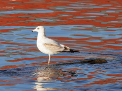 Larus delawarensis