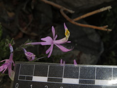 Schizanthus hookeri