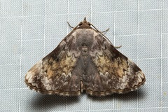 Eubryopterella cinerea
